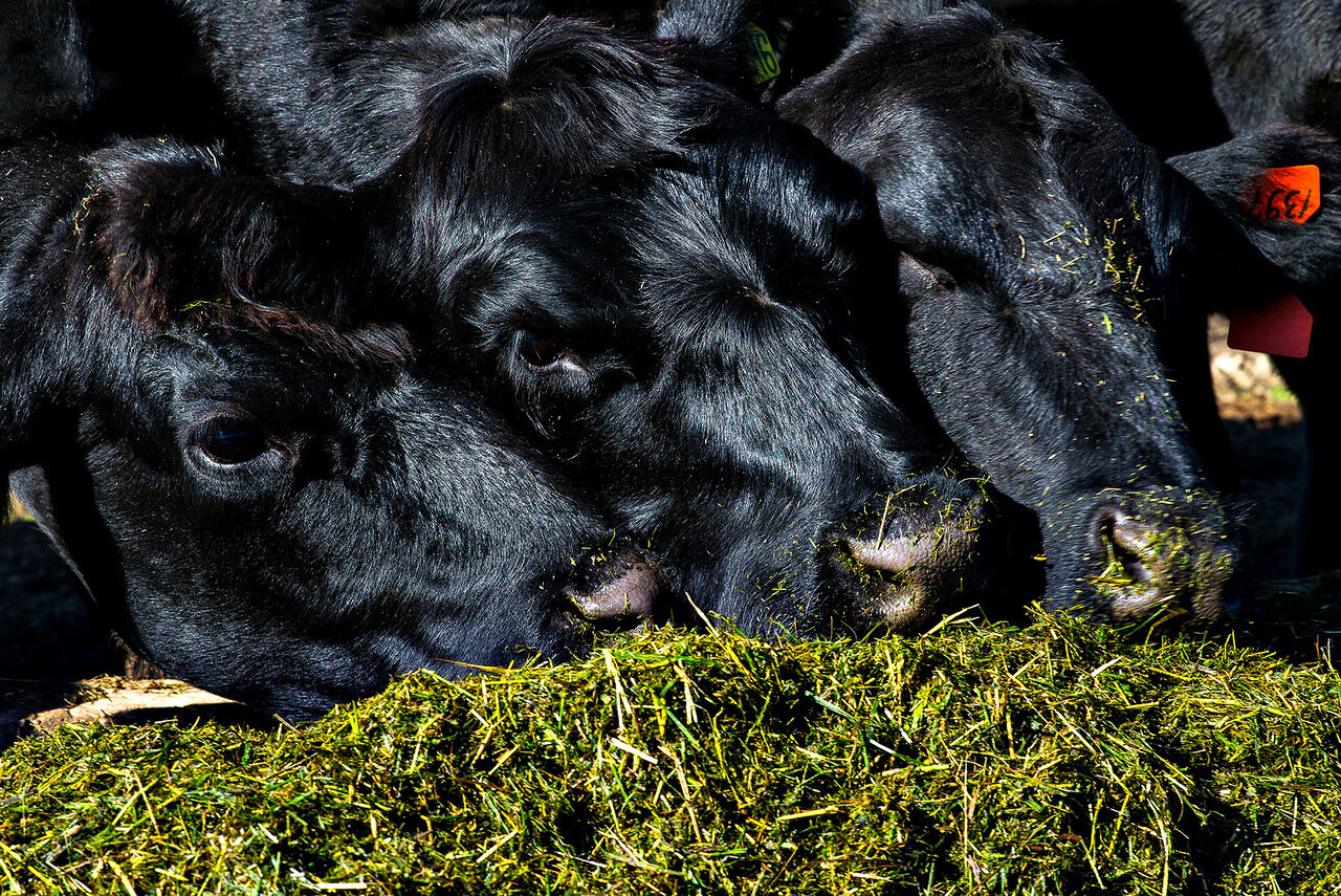насыщая людей и рынки