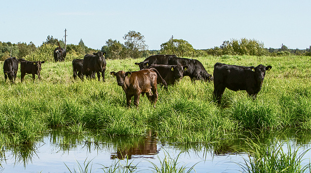 Свободный выпас