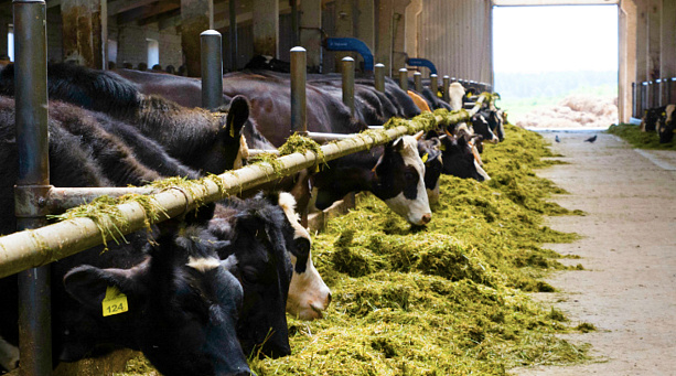 Органические корма